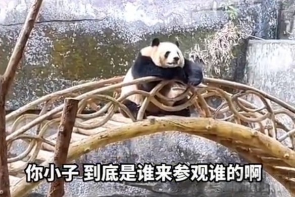 谁在看谁?重庆动物园大熊猫反向参观游客:姿势惬意